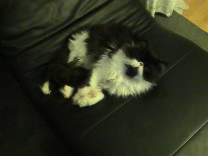 Perser DK Ambæk´s Design Boss billede 11