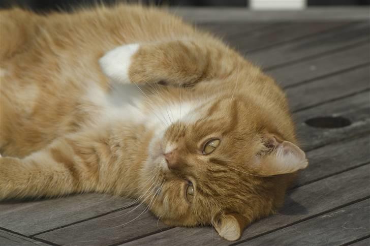 Blanding af racer Kisser - "Jeg er SÅ dejlig!" (lillie citat fra Kisser) ;D billede 19