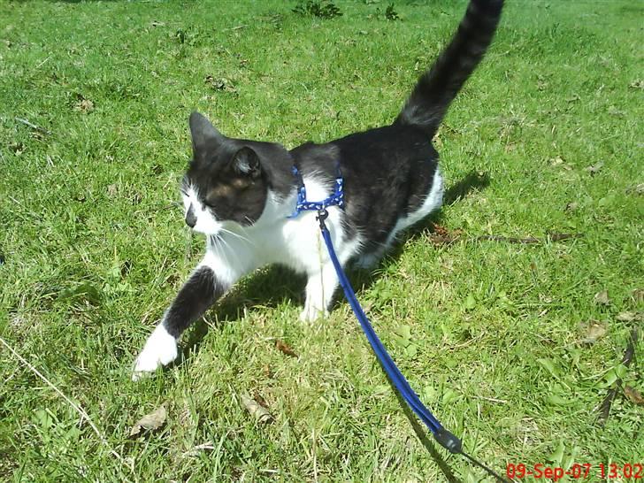 Huskat Herman - sep. 07 - Her er vi ude og gå en tur, det er noget Herman kan bruge billede 10