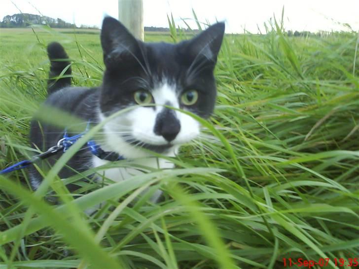 Huskat Herman - sep. 07 - Mhhhh græs, det smager dejligt :) billede 11