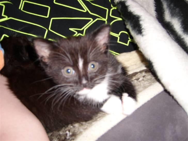 Blanding af racer Alonso - er er jeg så.... putter sammen med min far billede 1