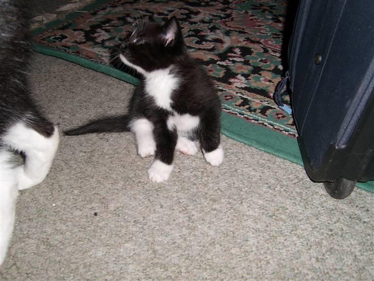 Blanding af racer Alonso billede 2