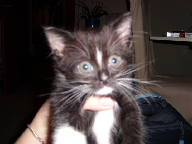 Blanding af racer Alonso billede 4