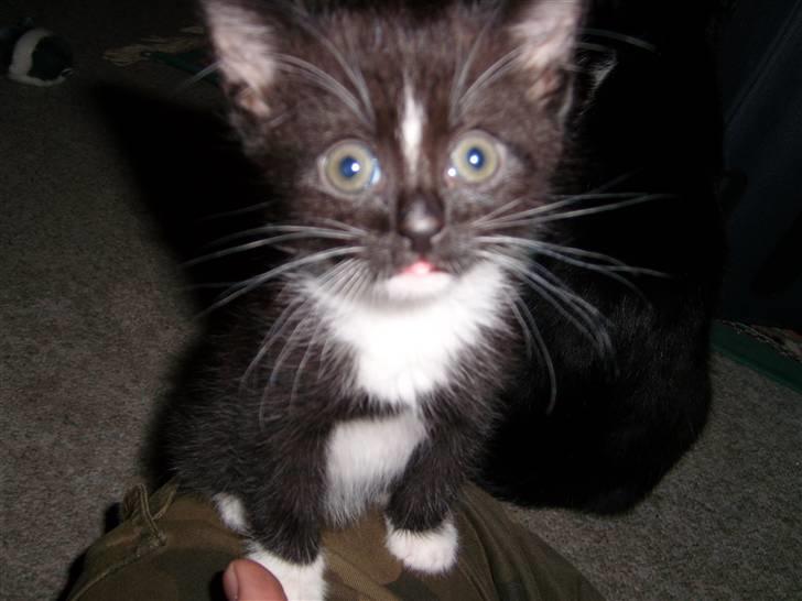 Blanding af racer Alonso billede 5