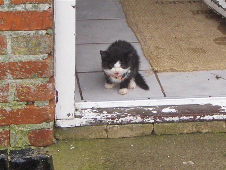 Huskat Nala - Moaar! kom tilbage det regner... billede 8