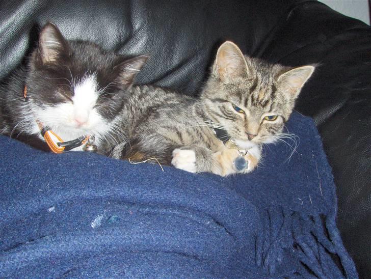 Huskat Nala - Flyt dig lige mor..  vi ser liige fjernsyn.. billede 9