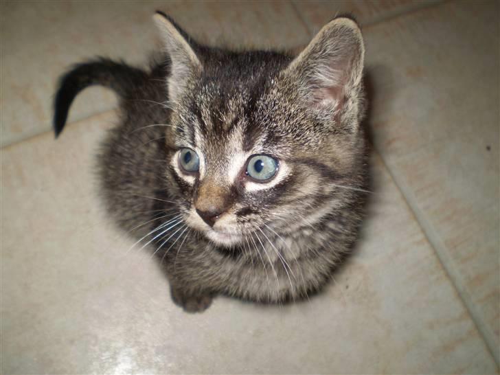 Huskat Emil billede 9