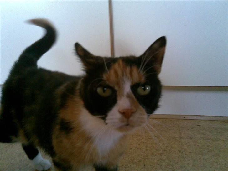 Huskat Molly billede 7