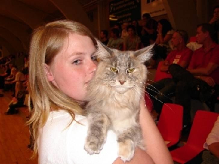 Maine Coon Løvehulen's Platina  billede 12