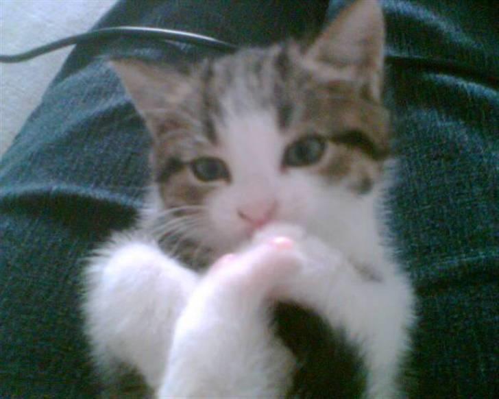 Blanding af racer Mille *SOLGT* billede 1