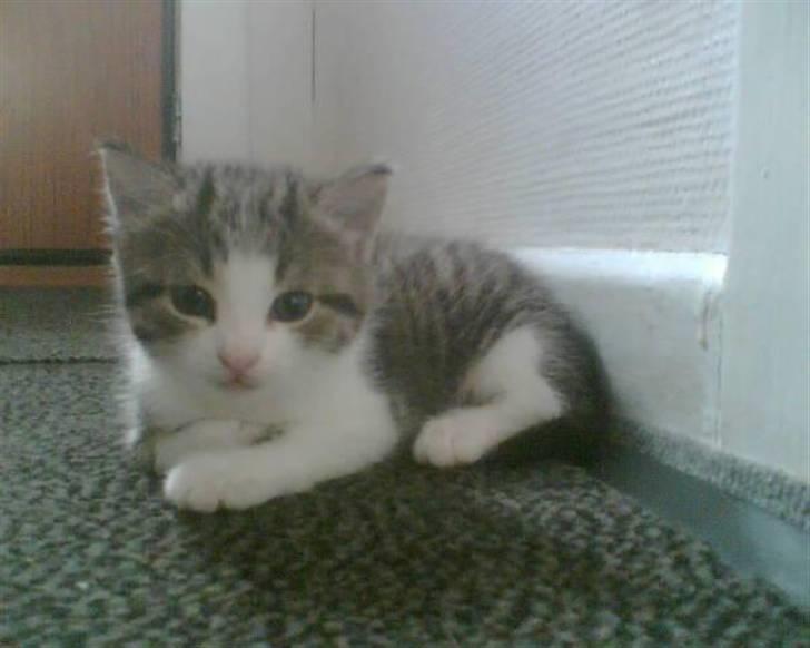 Blanding af racer Mille *SOLGT* billede 2