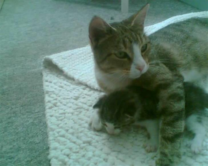 Blanding af racer Mille *SOLGT* billede 3