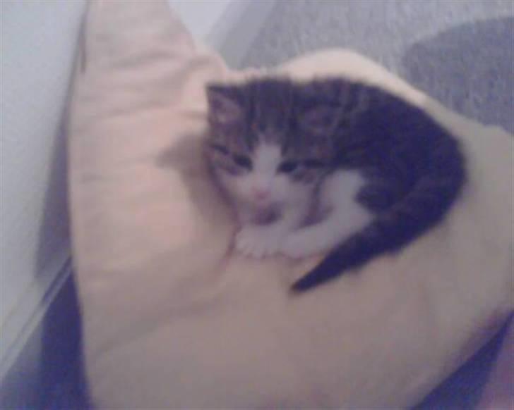 Blanding af racer Mille *SOLGT* billede 4