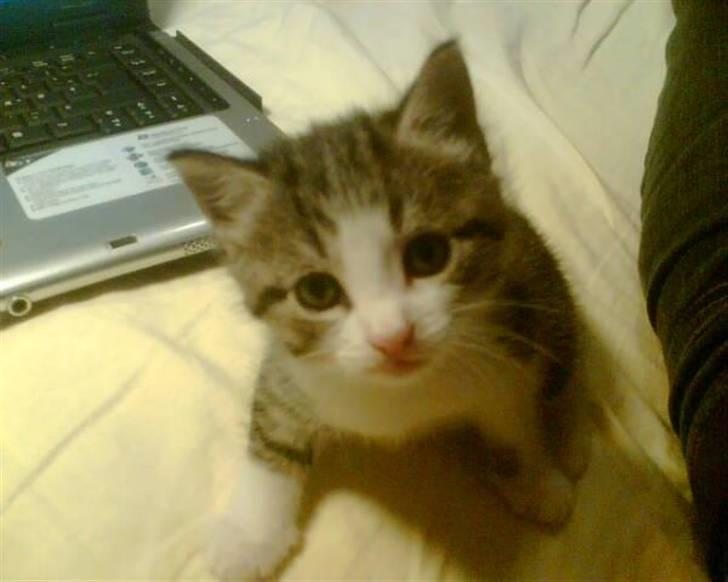 Blanding af racer Mille *SOLGT* billede 5