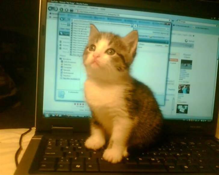 Blanding af racer Mille *SOLGT* billede 6