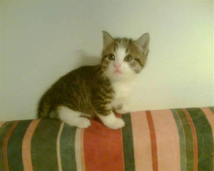 Blanding af racer Mille *SOLGT* billede 7