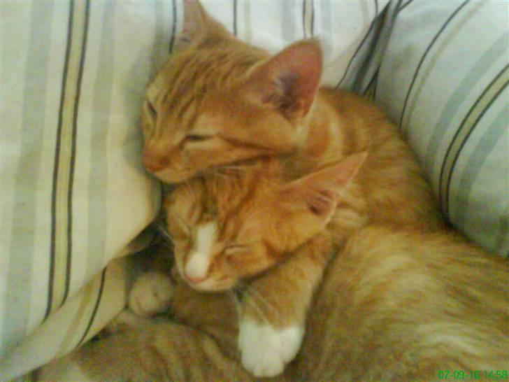 Huskat Aslan - Putte putte putte.. hehe <3 billede 9