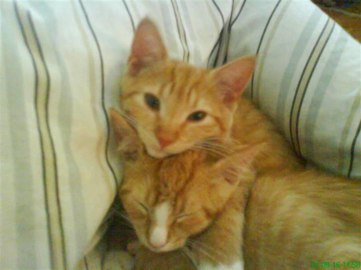 Huskat Aslan - Hun holder omkring ham.. hvor søøøøødt.. billede 10