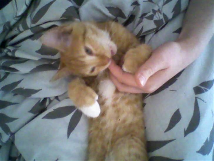 Huskat Mille - Lille frækkert.. Ligger og bider mig i fingeren.. billede 9