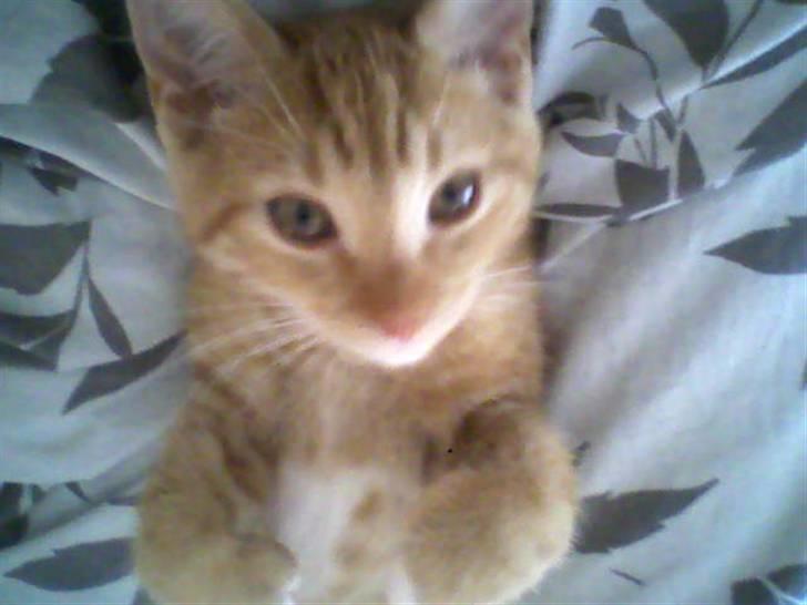 Huskat Mille - Og her ligger hun igen, min lille tulle. billede 10