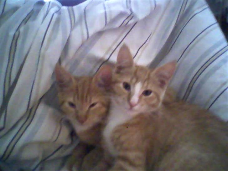 Huskat Mille - Her har han lige lagt sig ned til hende.. Så tææææt så mulig.. billede 11