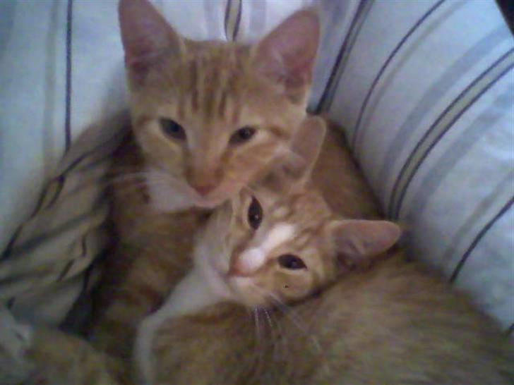 Huskat Mille - <3<3 billede 12