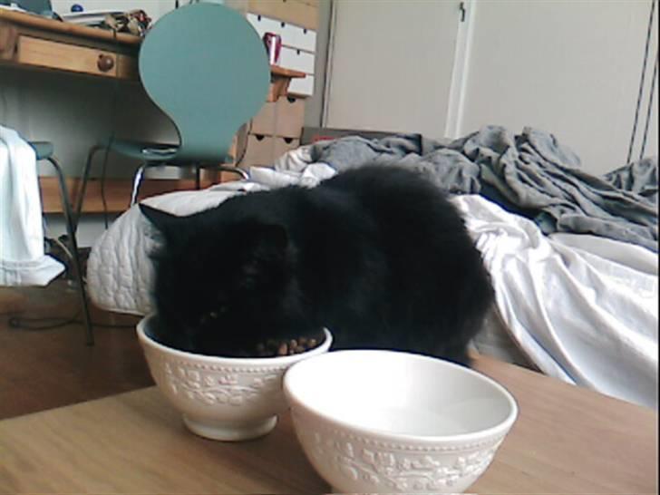 Norsk Skovkat Laila billede 1