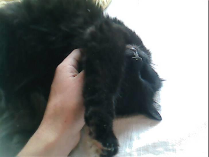 Norsk Skovkat Laila billede 2