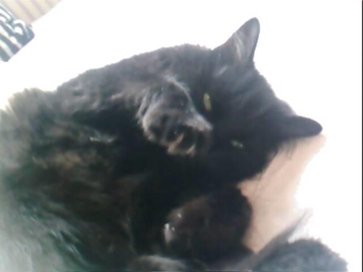 Norsk Skovkat Laila billede 3