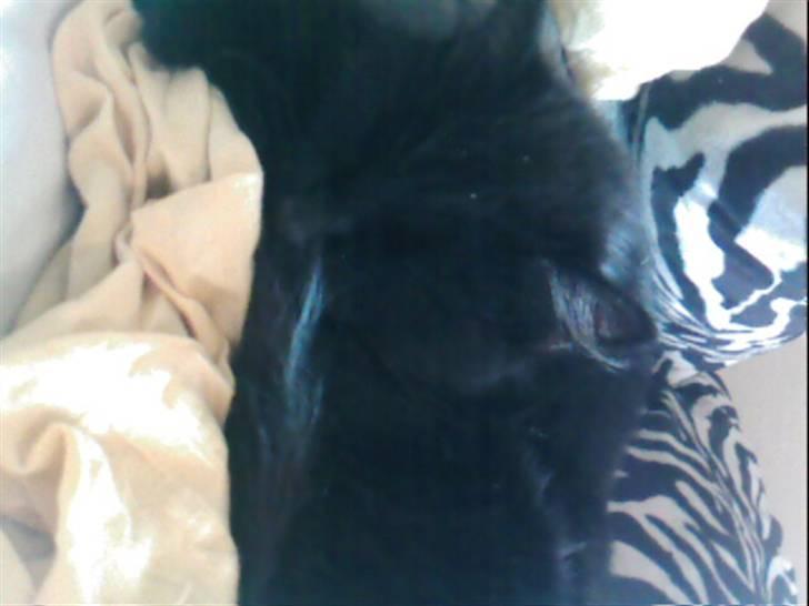 Norsk Skovkat Laila billede 4