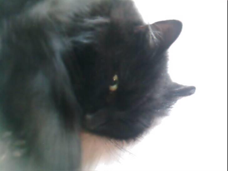 Norsk Skovkat Laila billede 5