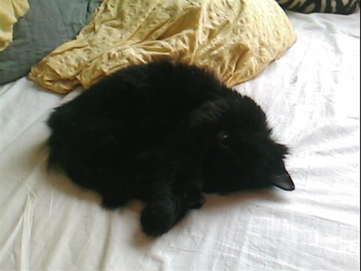 Norsk Skovkat Laila billede 6