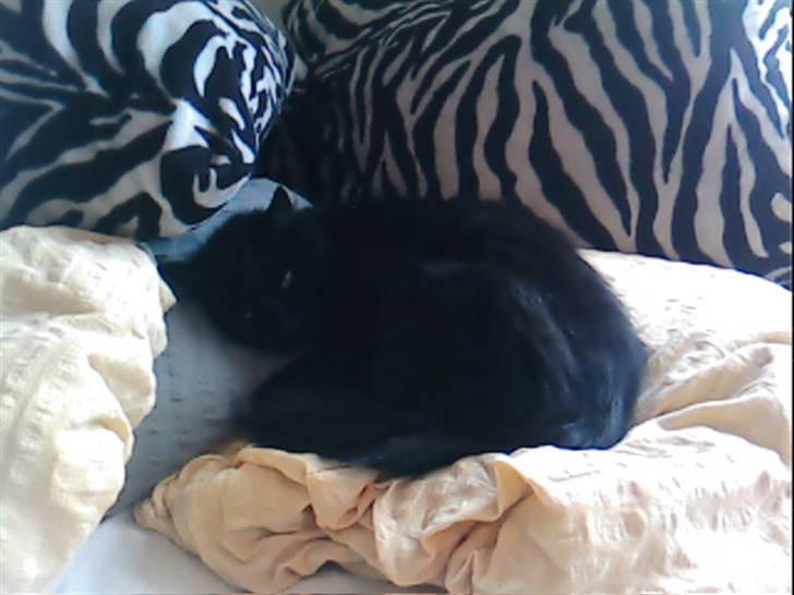 Norsk Skovkat Laila billede 7