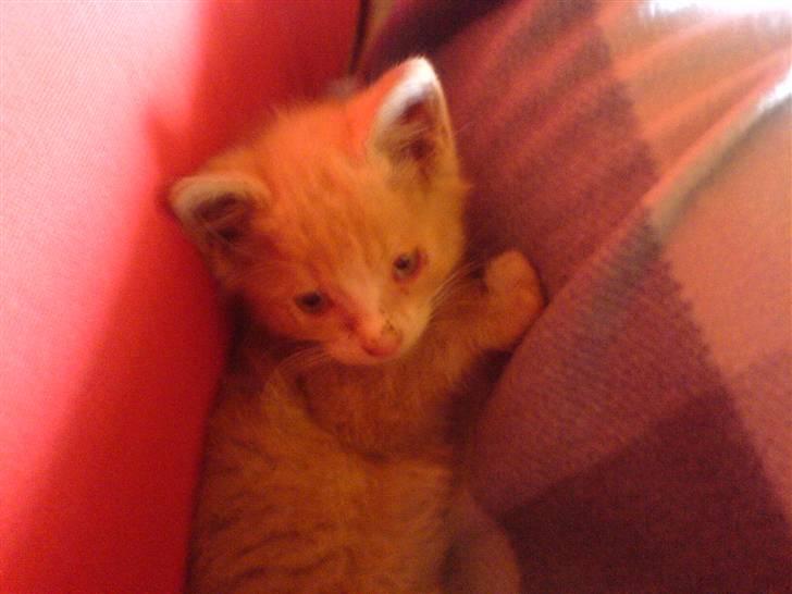 Huskat Bumle. billede 8