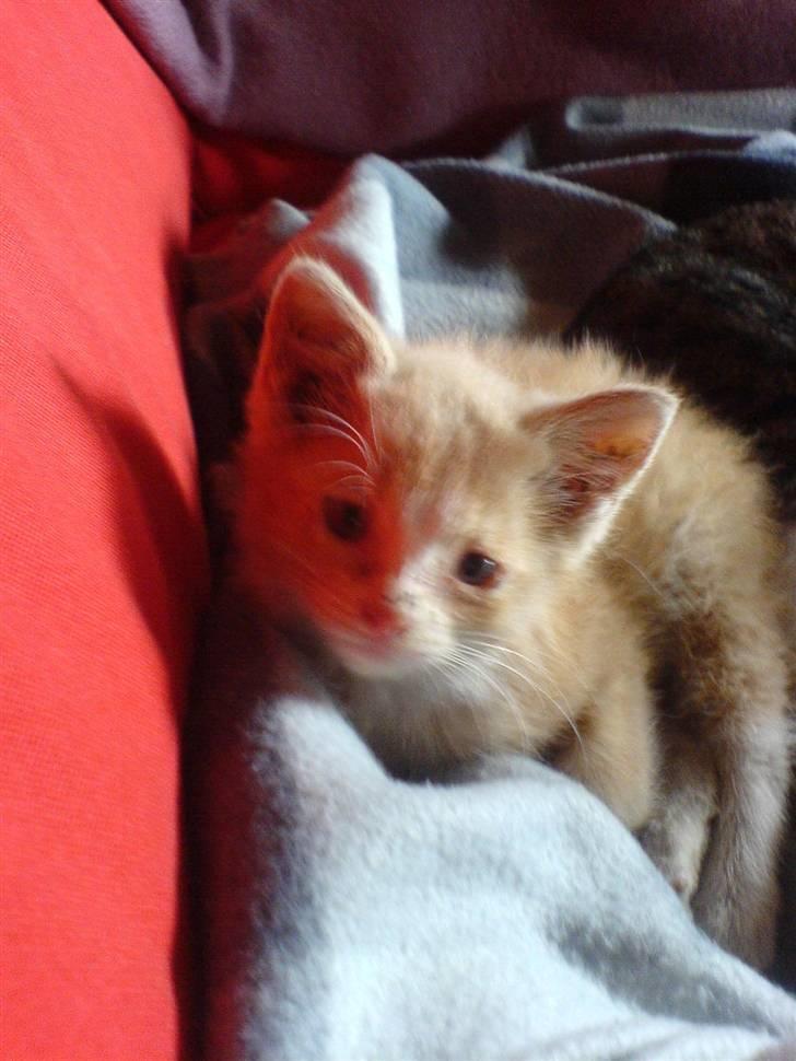 Huskat Bumle. billede 9