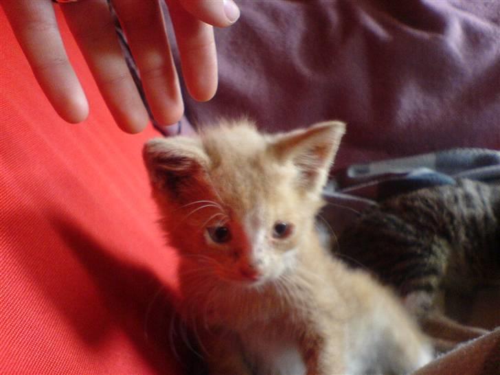 Huskat Bumle. billede 10