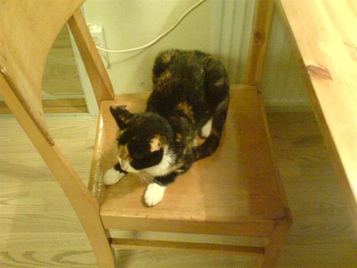 Blanding af racer Pjok <33 - Hun putter på stolen xD <333 :)<33 billede 3