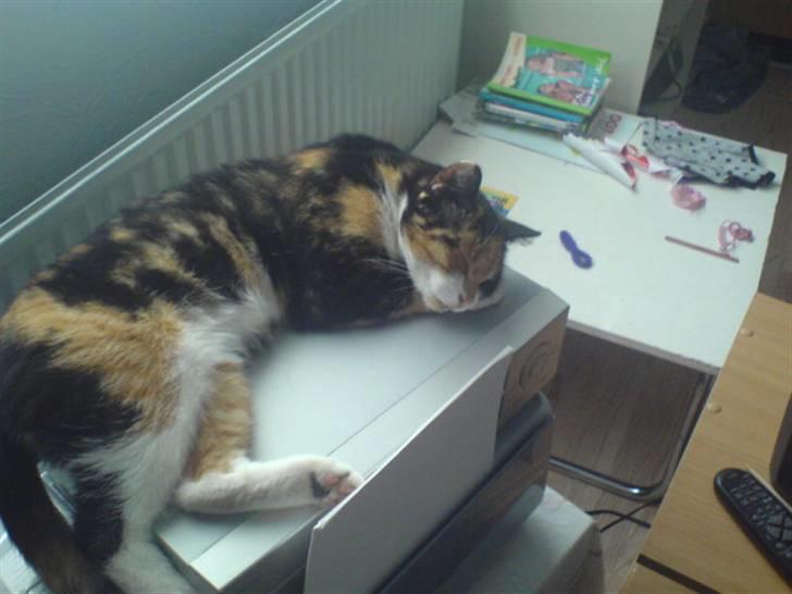 Blanding af racer Pjok <33 - Hun flader ud på min printer <33 billede 4