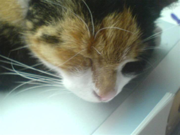 Blanding af racer Pjok <33 - Så sødt <33 billede 5