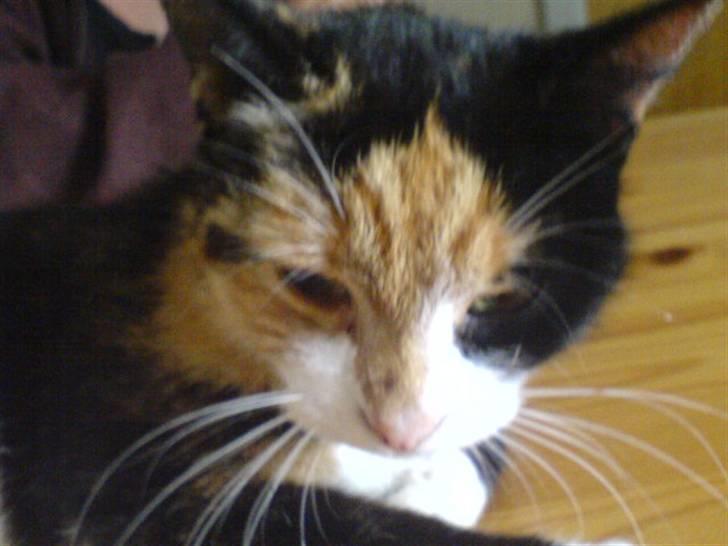 Blanding af racer Pjok <33 - Hun ligger ned <33 På bordet xD billede 6