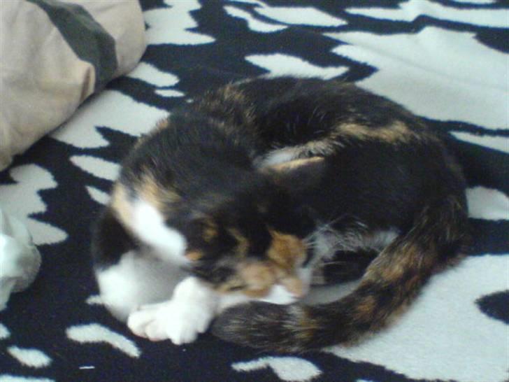 Blanding af racer Pjok <33 - Og på min seng <33 billede 7