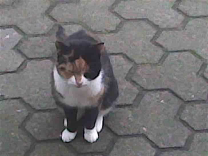 Blanding af racer Pjok <33 - Hun er floot xD <33 billede 8