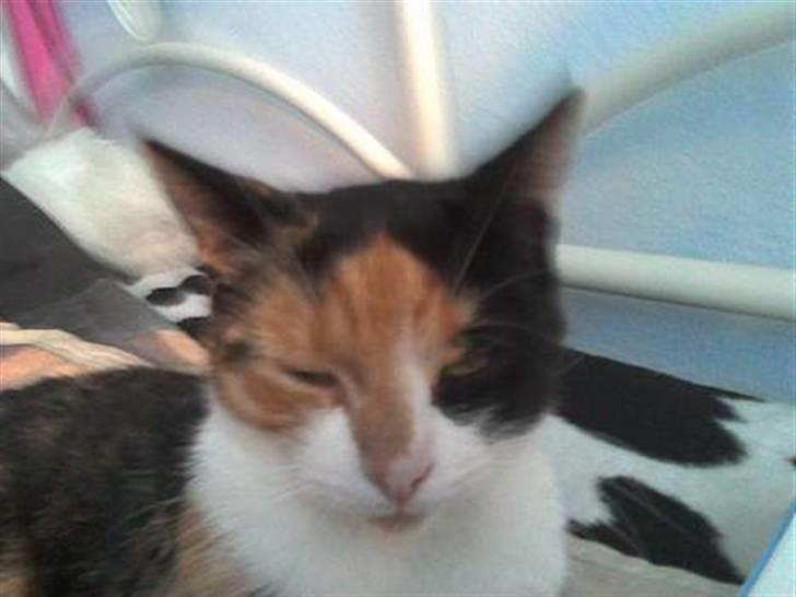 Blanding af racer Pjok <33 - Ved ikke havd hun har gang i ? billede 9