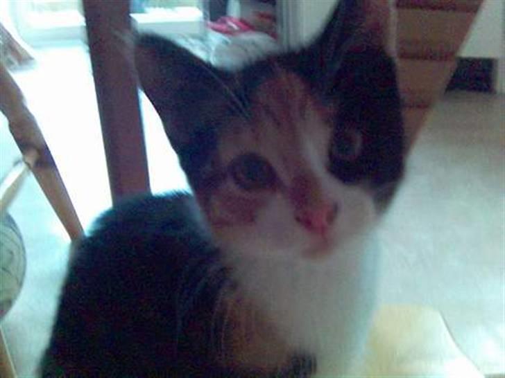 Blanding af racer Pjok <33 billede 12