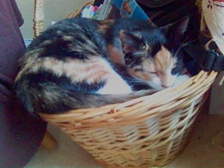 Blanding af racer Pjok <33 - HUn sover i en kurv ?? =) billede 13