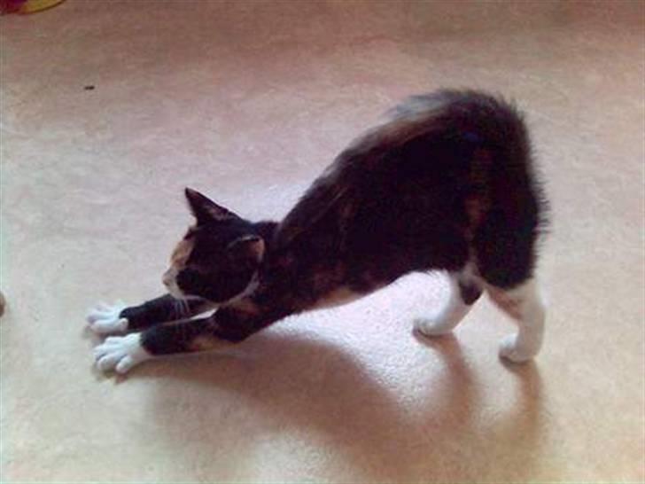 Blanding af racer Pjok <33 - Så bliver der strukket ud :P xD Se lige hendes hale :P HVIS DU KAN xD  billede 14