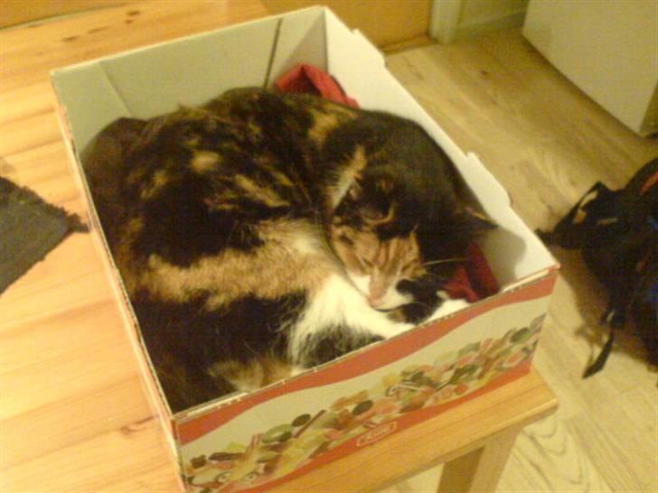 Blanding af racer Pjok <33 - Hun ligger i en kasse xD <33 billede 15