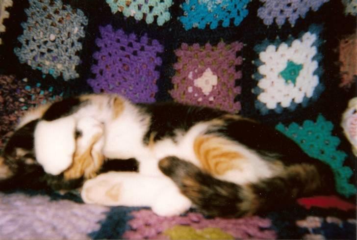 Blanding af racer Pjok <33 - Prøv lige se hendee <33 billede 16