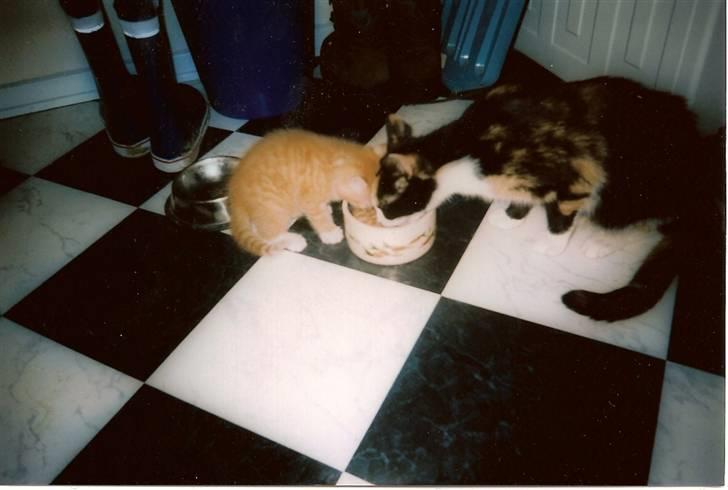 Blanding af racer Pjok <33 - Hun spiser sammen med Sara <33 Lille Sara , store Pjok :) billede 17