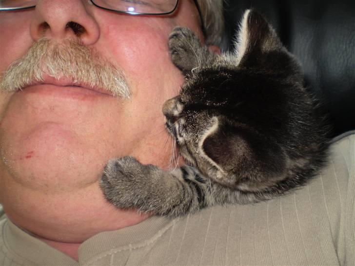 Huskat Emil billede 10